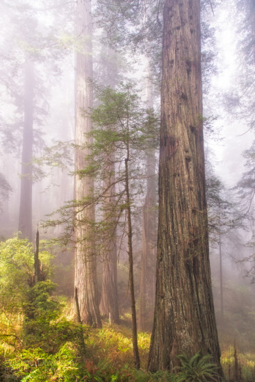 Fog and redwood trees within the Del Norte Coast Redwoods State Park, CA.