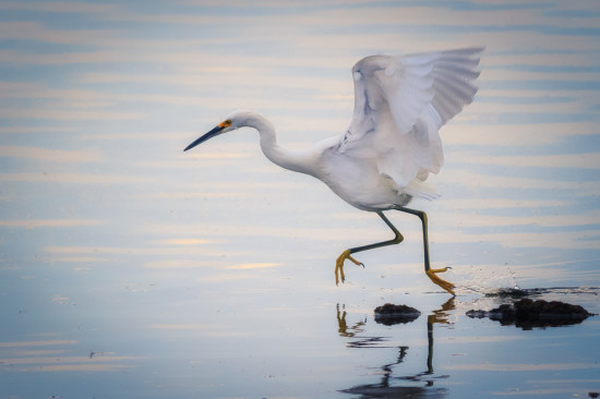 Egret running on Salton Sea, California by Anne McKinnell