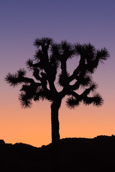 Joshua Tree National Park, California, by Anne McKinnell