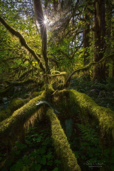 Sunstar produced in Forest by Landscape photographer Erin Babnik