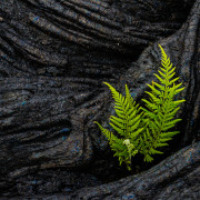 Macro Photography from Big Island, Hawaii by Jay Patel