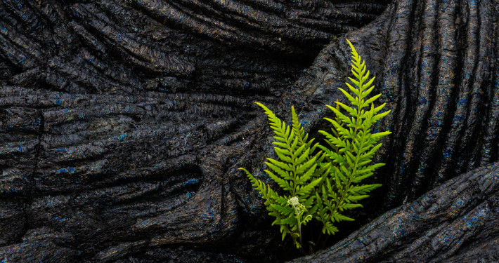 Macro Photography from Big Island, Hawaii by Jay Patel