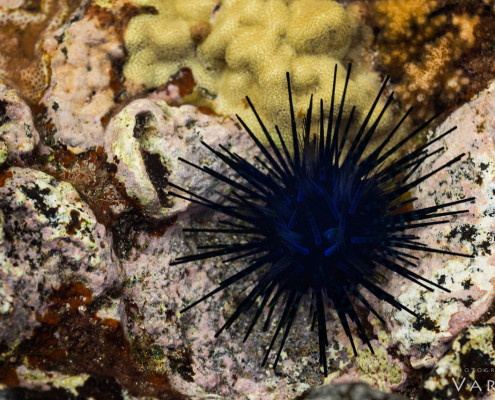 Macro photography of a sea urchin by Varina Patel