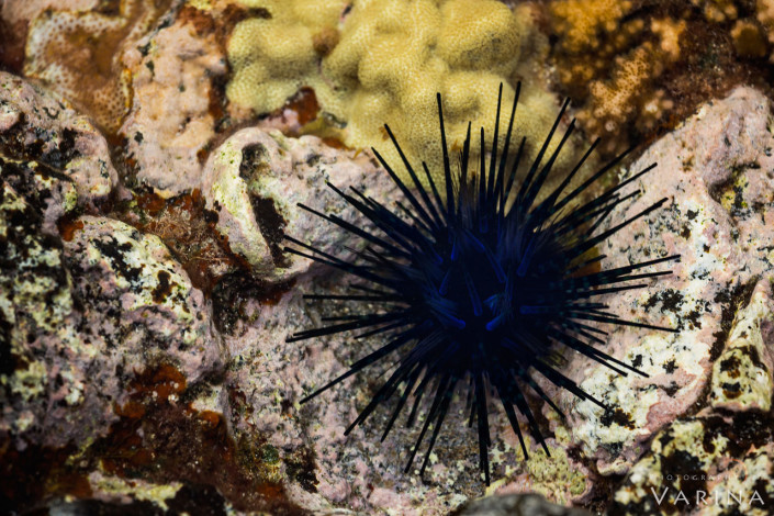 Macro photography of a sea urchin by Varina Patel