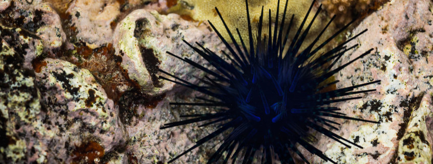 Macro photography of a sea urchin by Varina Patel