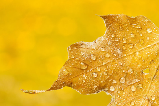 Fall photography with monochromatic colors from Twinsburg, Ohio by Varina Patel