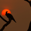 Bird photography of Indian Peafowl by Gaurav Mittal