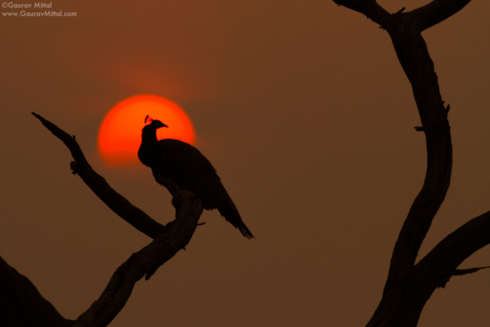 Bird photography silhouettes of Indian Peafowl captured with Canon 7D + 100-400mm Telephoto lens by Gaurav Mittal