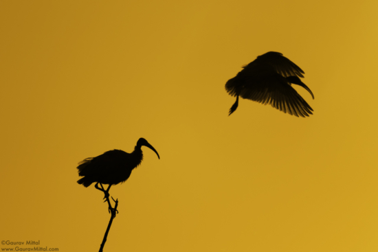 Black-headed Ibis silhouettes at golden hour by Gaurav Mittal