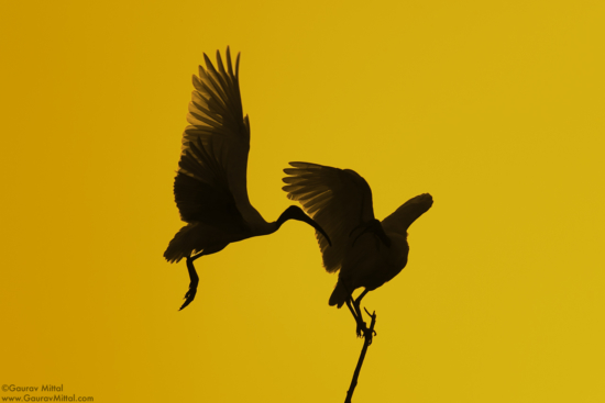 Black-headed Ibis silhouettes at golden hour with more details in the birds by Gaurav Mittal