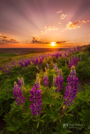 Crepuscular rays and spring wildflowers in the Palouse Region of Washington State.