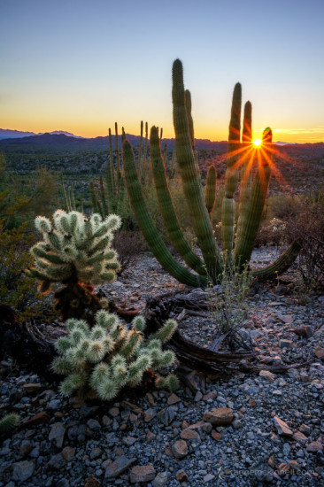 Organ Pipe Cactus National Monument Arizona by Anne McKinnell