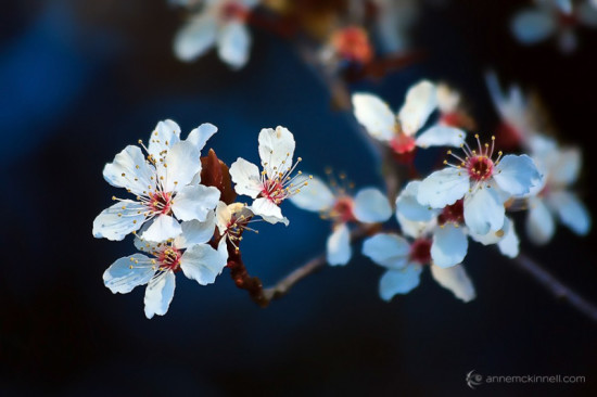 Cherry Blossoms by Anne McKinnell