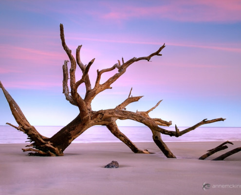 Driftwood Beach by Anne McKinnell