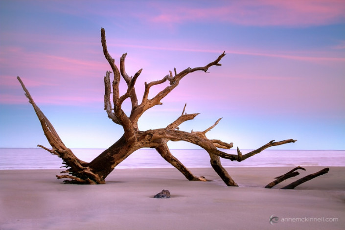 Driftwood Beach by Anne McKinnell
