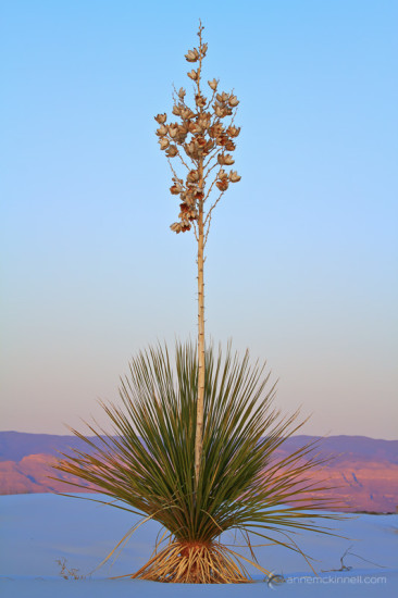 Yucca at White Sands National Monument by Anne McKinnell