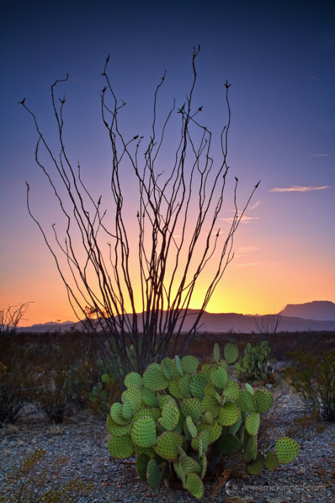Cacti in Big Bend National Park, Texas, at sunset by Anne McKinnell