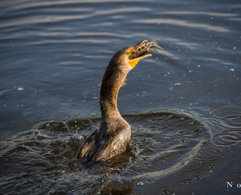 Cover for nature photography blog Varina Patel about Focus Setting & Camera Exposure.