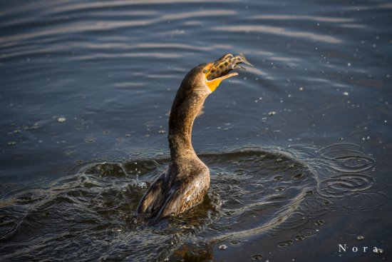 Fishing cormorant captured with fast shutter speed, Everglades National Park, Florida