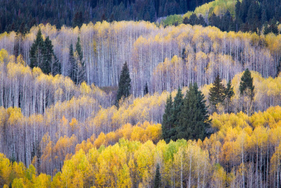 Intimate autumn scene captured by Telephoto Lens in Colorado by Sarah Marino