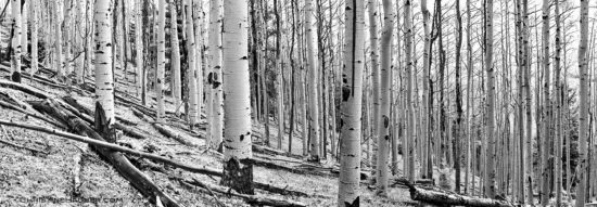 In addition to one photograph of the Aspen trees, I photographed for a panoramic stitch as well. Sometimes the lens you have with you may not capture the sense of space, so creating a multiple image stitch can work well.