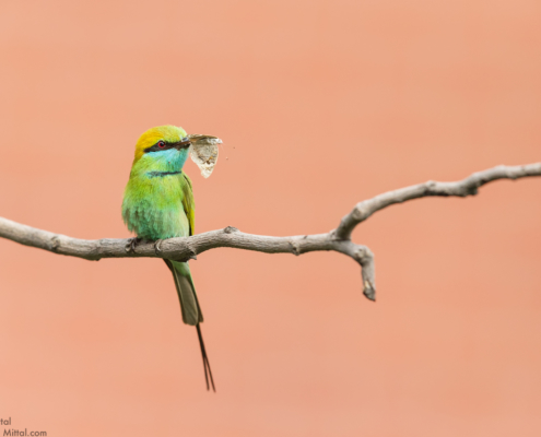 Wildlife Photography blog article about composition by Gaurav Mittal