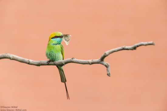 Cover for Wildlife Photography blog article about composition by Gaurav Mittal