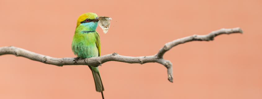 Wildlife Photography blog article about composition by Gaurav Mittal