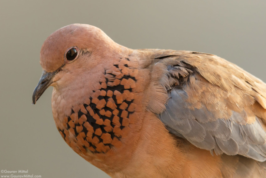 Canon 7D Mark II / 600mm, 1.4X, 20mm extension tube / 1/125 @ F/11 / Laughing Dove