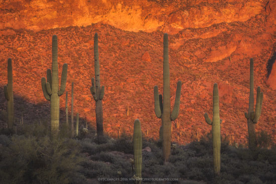 A row of Saguaro cacti against sun kissed cliffs. 