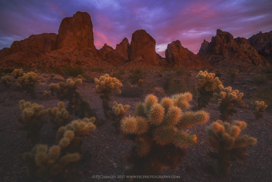 Teddy bear cholla under rugged mountain peaks at sunset in the Kofa Mountains. 