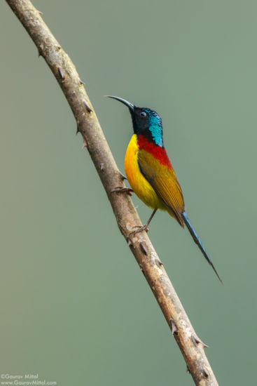 Photographing birds with Canon 7D Mark II with 600mm and 1.4X teleconverter - Green-tailed Sunbird by Gaurav Mittal
