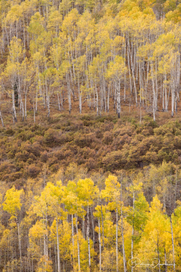Aspen trees during the autumn near Ridgeway, Colorado.
