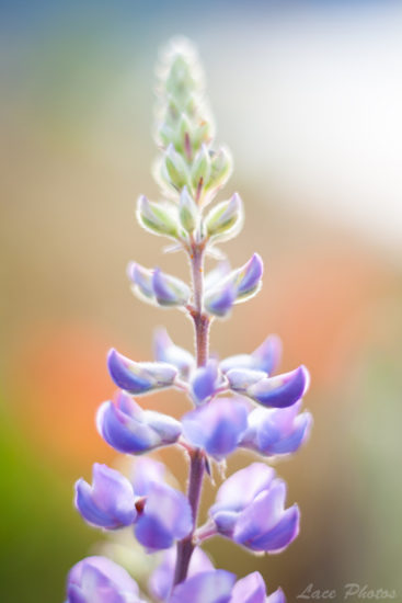 Purple Lupine Flower