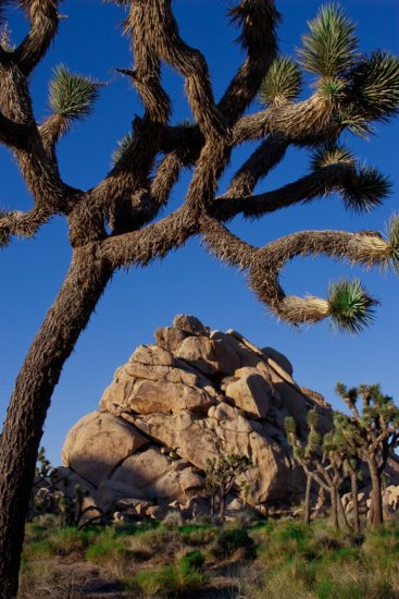 This image in Joshua Tree National Park was photographed before sunset for the purpose of being used for texture blending. 