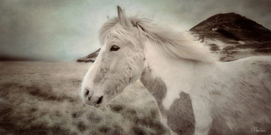 Icelandic Horse in infrared created using multiple texture in Photoshop by Christine Hauber