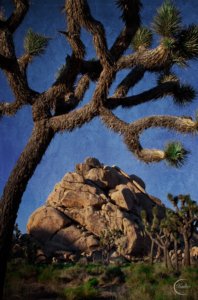 Fine Art photo with texture blending from Joshua Tree National Park by Christine Hauber.