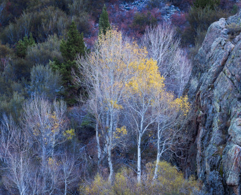 Aspen trees in California's Eastern Sierra. Photo by Sarah Marino.