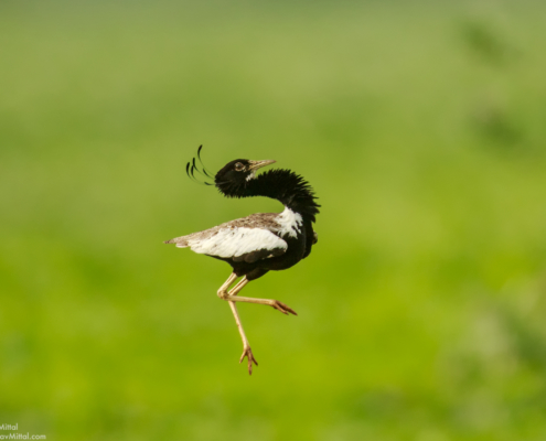 Canon 7D Mark II / 600mm 1.4X / 1/3200 @ F/5.6 / Lesser Florican