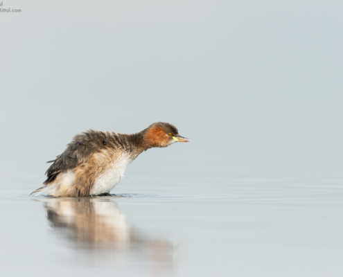 Canon 7D Mark II / 600mm 1.4X / 1/3200 @ F/5.6 / Little Grebe