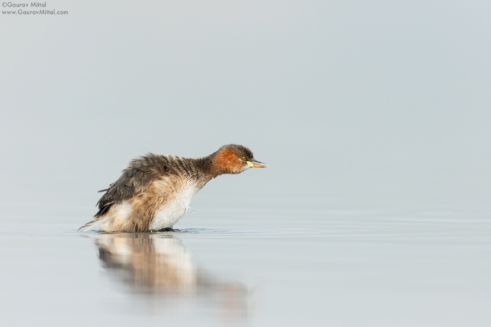 mittal_160108_2362-edit Canon 7D Mark II / 600mm 1.4X / 1/3200 @ F/5.6 / Little Grebe