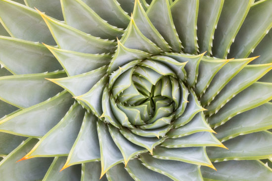 A spiral aloe plant. Photo by Sarah Marino.