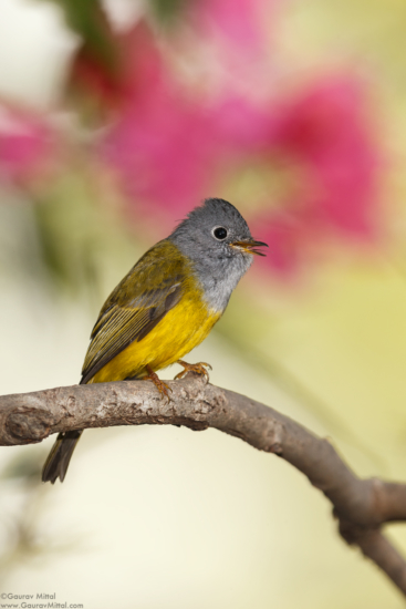 Grey-headed Canary Flycatcher by Gaurav Mittal