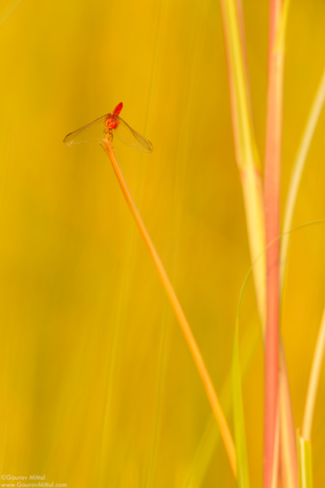 Macro photo of Scarlet Dragonfly 