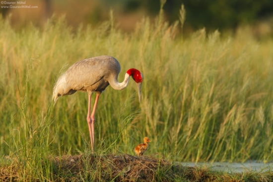 Bird Photography of Sarus Crane with chick by Gaurav Mittal