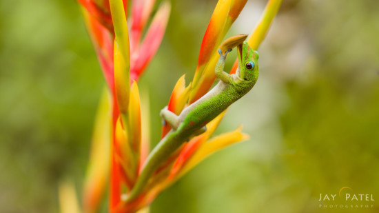 Skittish gecko captured with Sony 70-200 F4 Lens, Big Island, Hawaii by Jay Patel