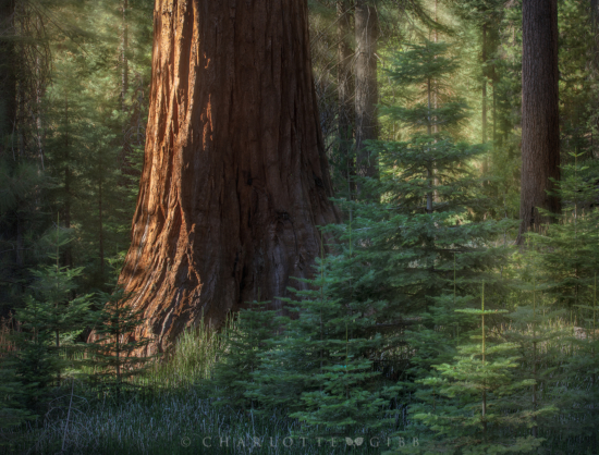Redwood Trees Photo in Yosemite California