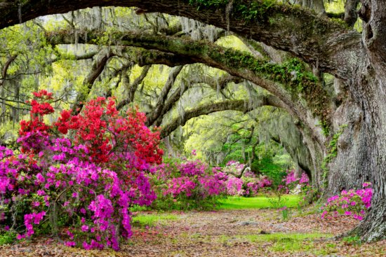 Nature photography from Magnolia Plantation and Gardens by Kate Silvia