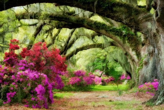 Nature photography from Magnolia Plantation after creative post processing by Kate Silvia