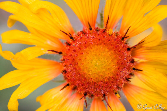Macro photography of a Sunflower with macro lens by Grant Collier